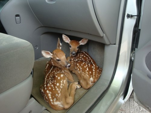 zay4ik: fawns