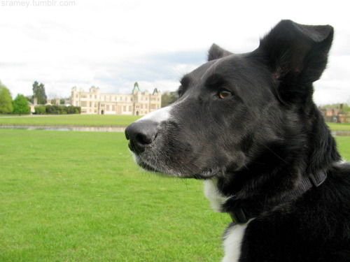 Sometimes my dog likes to pretend she’s rich, as she relaxes on the lawn at the 17th century c