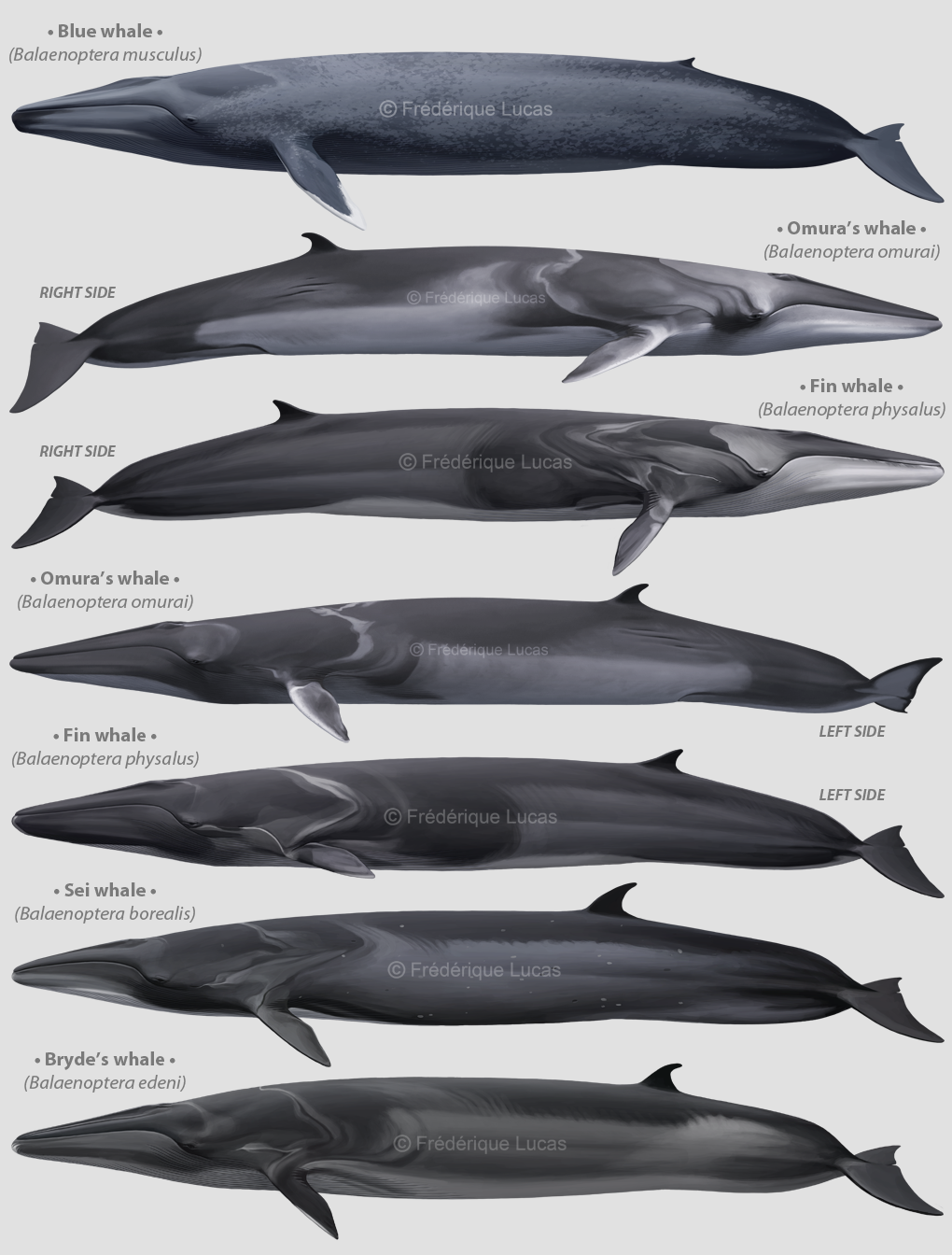 A Myriad of Mysticetes
Here they are, the very last of 2021’s commissioned illustrations (spare some that can’t be released yet pending publication, a couple of duplicates and one single Melon-headed whale I somehow didn’t manage to fit in anywhere)...