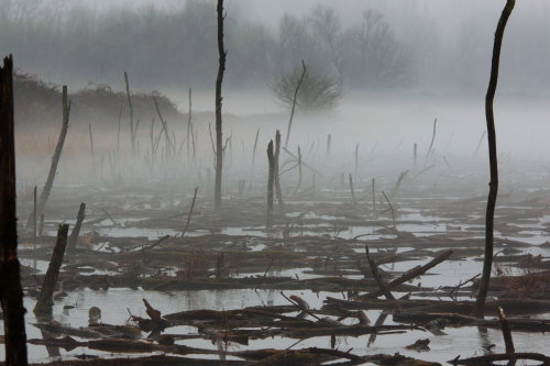 h4ilstorm:Early Morning Mist (by Adrian Mills)