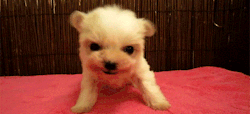 reblog-gif:  http://gifini.com/