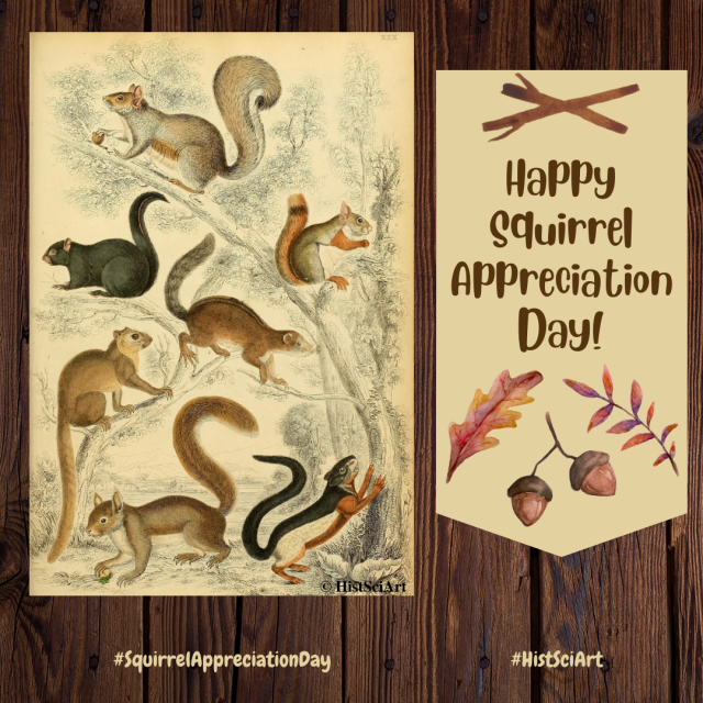 Happy Squirrel Appreciation Day!