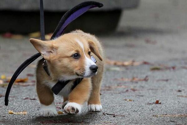 babyanimalgifs:  beautiful blog full of baby animals! 
