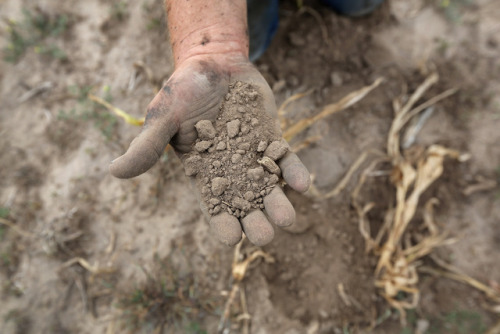 currentsinbiology:The Ground Beneath Our Feet During a major soil catastrophe — the Dust Bowl — Pres