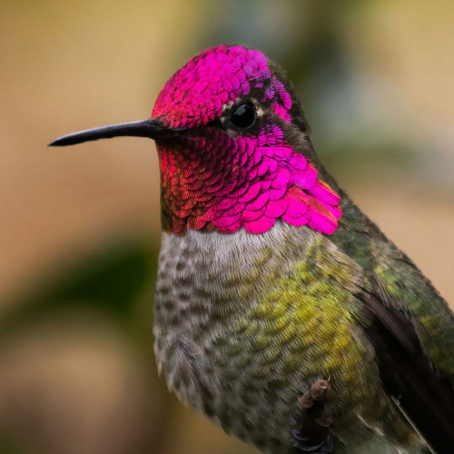 jedavu:  Hummingbirds Pack A Colorful Punch 