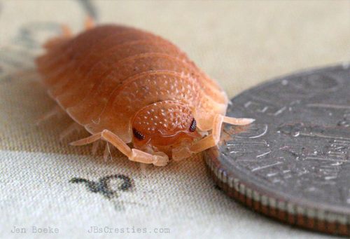 Isopods. They are also called sow bugs, or woodlice. Wiki says they have about a dozen other very ri