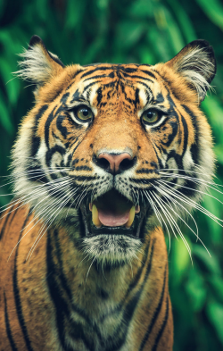 sdzsafaripark:   	Tigers  are strong enough to kill prey that weighs nearly four times their own  weight. | A Curious Tiger by Stephen Moehle    	 