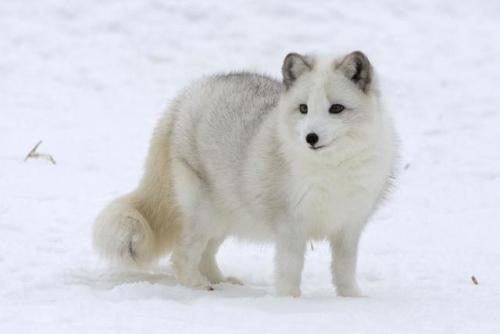 lovingexotics:Arctic Fox Vulpes lagopusSource: Here
