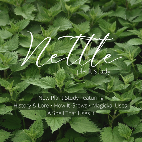 Do you use nettle often in your practice?Did you know it was used as a divination tool while people 