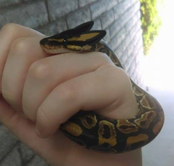 solid-snakes:  the-mighty-python: @glitterslither  angery/pleased noodle :3  I WISH SNAKES HAD EARS