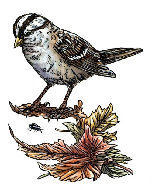 Here’s another fall friend from BirdNote- a white crowned sparrow hop-kicks leaves aside to get at t