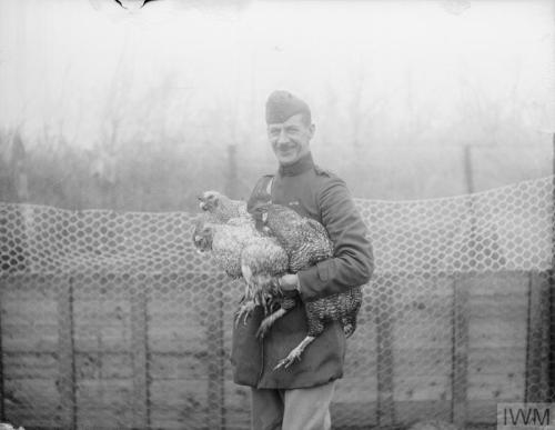 thisdayinwwi:Feb 1 1918 Thomas Keith Aitken takes these pictures of livestock raised by the Kite Bal