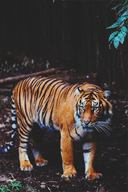 wearevanity:  Sumatran Tiger | WAV 