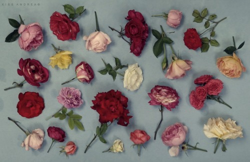 Andrea Kiss, Daily Rose
