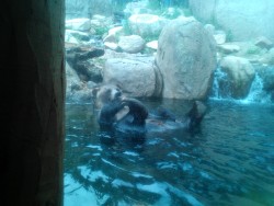 I went to the zoo today and had a blast :) The bear was my favorite 