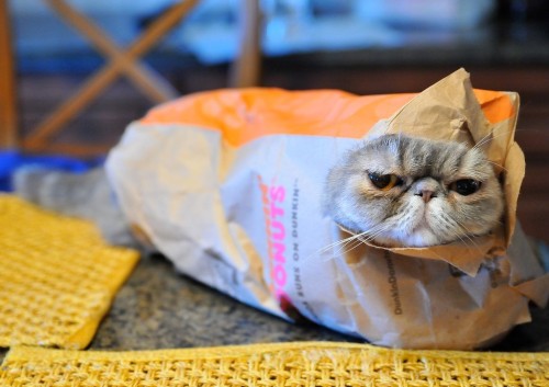 mostlycatsmostly: Happy National Donut Day! (via Karl Rottmann)