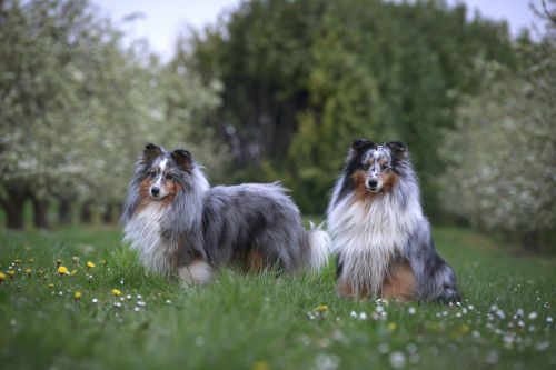 handsomedogs:  Monique Smit | shelties at a orchard