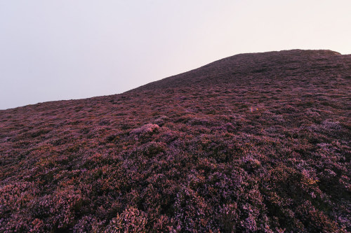 archatlas: Isle of Man Purple Heather Bloom Mikael Buck