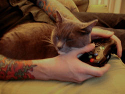 mostlycatsmostly:  Moxie loves papa and Xbox  (Submitted by haedh)