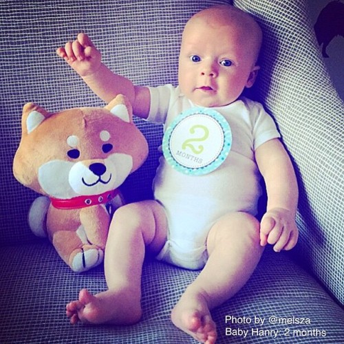 Baby Hanry &amp; ShiBE #SHIBAincDoll saying hello to everyone •••Love to see Hanry&rsquo;s mammy @me
