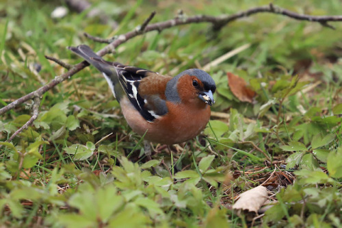 Common chaffinch/bofink.