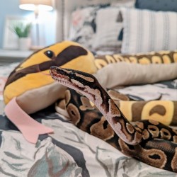 snake-named-silas:He decided this is his now. I couldn’t say no 🖤