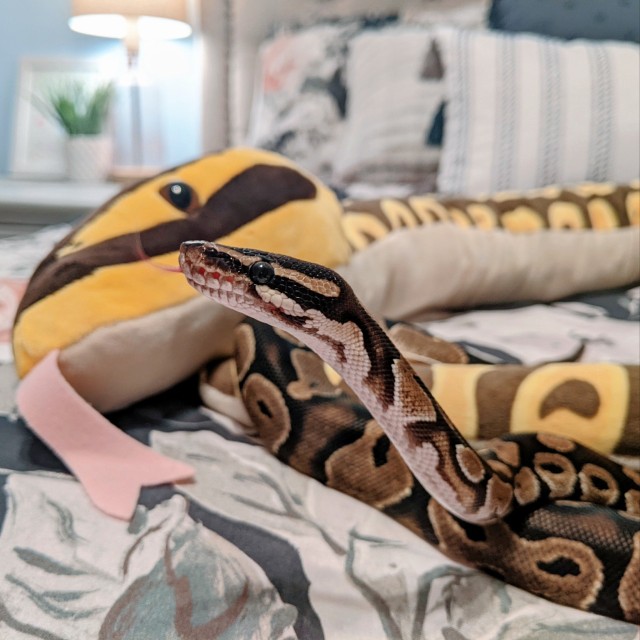 snake-named-silas:He decided this is his now. I couldn’t say no 🖤