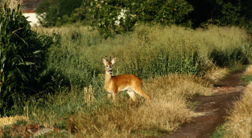 Curious young male roebuck. Capreolus capreolus 