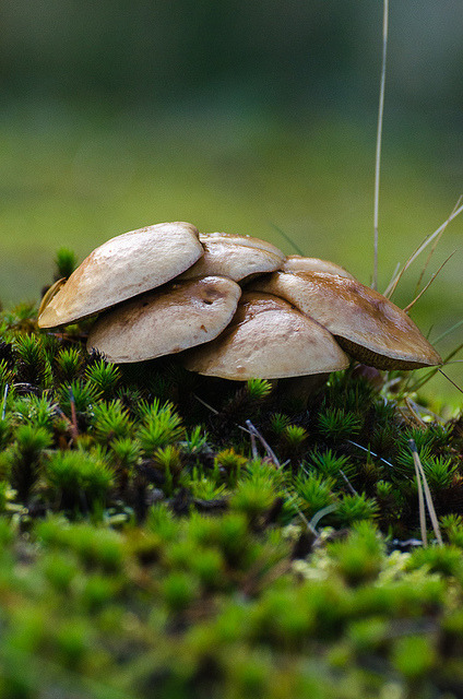 openyour3-yes:Shrooms 