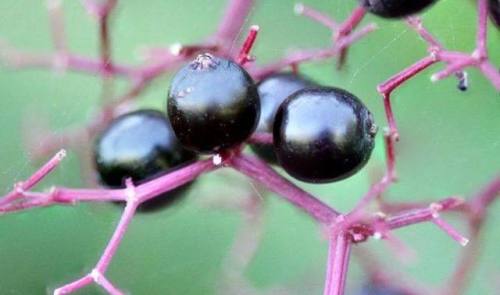 What Are Elderberries Good For? There is an abundance of remedies associated with elder and few othe