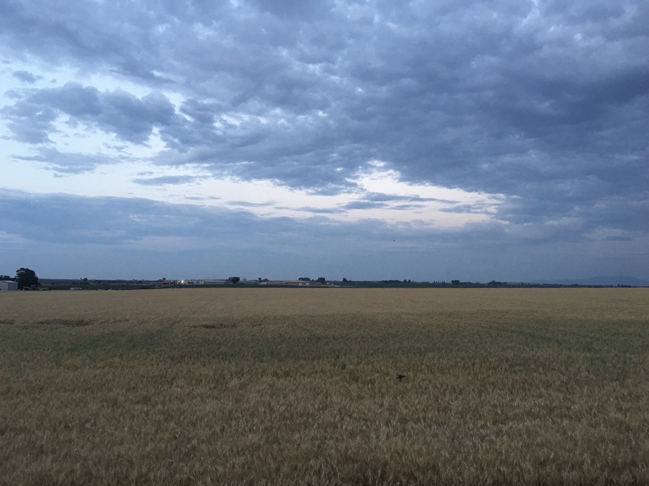 Moved. — The fields stretch on for miles. Whispering among...