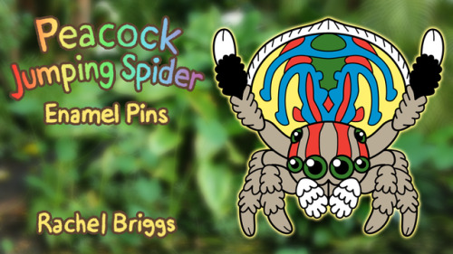 racieb: racieb: racieb: racieb: I just launched my first Kickstarter! Peacock jumping spiders (genus