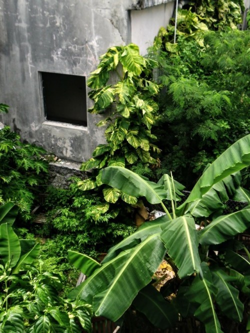 Philodendron spp. St.Croix 2014