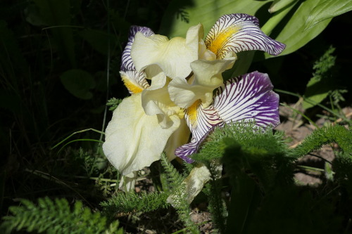 Iris germanica — German iris