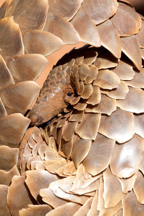 libutron:Shy Pangolin | ©Gary ParkerCommon names: Cape pangolin, Scaly anteater, South African 