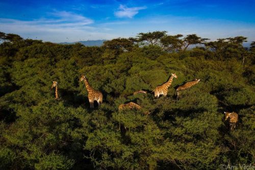 Photo by @amivitale. Rothschild’s (Nubian) giraffe browse on Longicharo Island, a rocky lava p