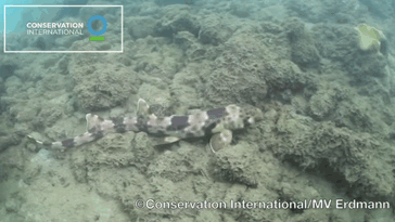 pukakke:  The epaulette shark (Hemiscyllium ocellatum) is a small species of longtailed carpet shark found in shallow, tropical waters (typically coral reefs or in tidal pools). The common name of this shark comes from the very large, white-margined