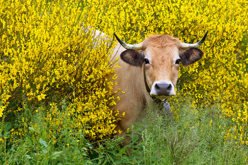peace-witch: labradoriteslight: ainawgsd: Cows in Flowers Sacred Beings this is all i ever wanted an