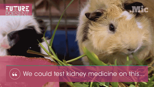 brigpod:  micdotcom:  Watch: These tiny “organ” chips could end animal testing