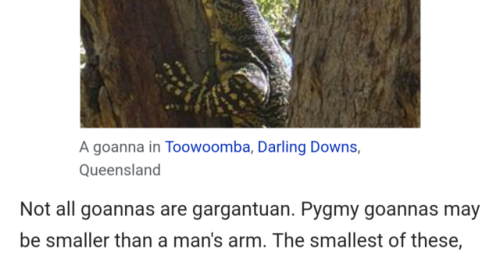 not all goannas are huge, some are only the size of a man’s arm.