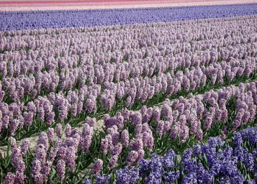 ps1: Hyacinth Fields 