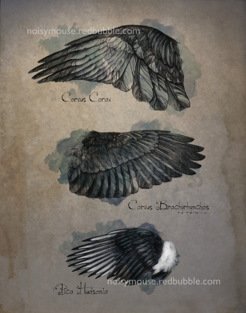Corvid Wing StudyCommon raven, american crow, black beak magpieI’ve put my three sketches together i