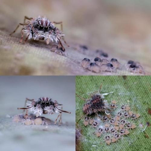 phidippusregius:  i’ve had a few messages about this particular spider so here’s some in