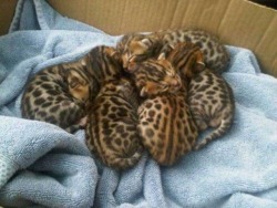 awwww-cute:  I see your Huskies, your bucket of Shiba puppies and raise you a box of sleeping Bengal kittens. (Source: https://ift.tt/2OInffX)