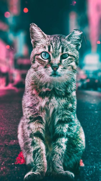 Curious cat, stare, animal, 720x1280 wallpaper @wallpapersmug : https://ift.tt/2FI4itB - https://ift