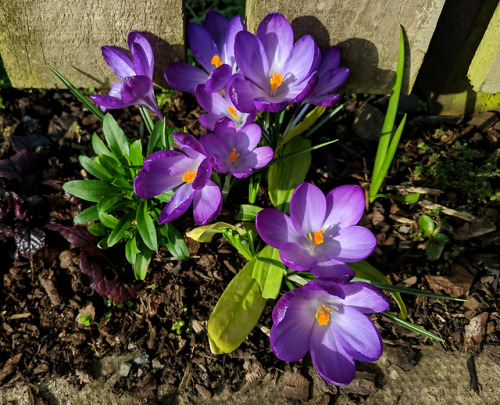 Late winter flowers at the allotmentToday I spent hours working at the allotment in the heat and sun