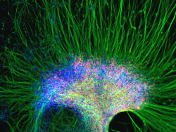 currentsinbiology:  A cluster of neural cells