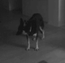 A cryptid