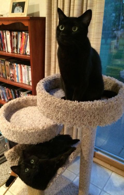 catsbeaversandducks:Happy Black Cat Appreciation Day!Photos via Black Cats on Reddit