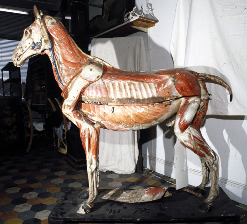 folkartfiend:Papier-mache anatomical model of a horse ( mid 1800s). Medical student Louis Auzoux was